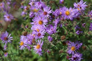 Hvězdnice chlumní (Aster amellus) – Lauren Piasecki / Shutterstock