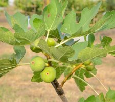 Fíkovník (Ficus carica), detail větvičky s listy a plody – nicepix / Shutterstock