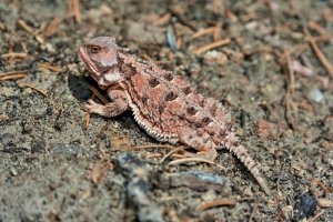 Ropušník (Phrynosoma braconnieri) – amadeustx / Shutterstock