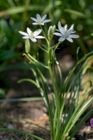 Snědek chocholičnatý (Ornithogalum umbellatum) – Iva Vagnerova / Shutterstock