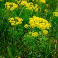 Pryšec chvojka (Euphorbia cyparissias) – Pavel Rumlena / Shutterstock