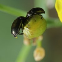 Blýskáček řepkový (Meligethes aeneus) – Tomasz Klejdysz / Shutterstock