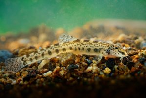 Sekavčík horský (Sabanejewia aurata) – Martin Pelanek / Shutterstock
