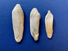 Skulař vrtavý (Pholas dactylus) – David Dennis / Shutterstock