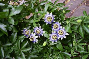 Mučenka modrá (Passiflora caerulea) – Mali Lucky / Shutterstock