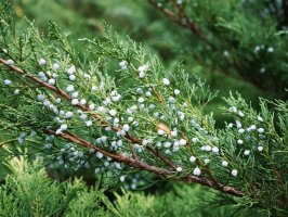 Jalovec chvojka klášterská (Juniperus sabina), detail větvičky s plody – Avalepsap / Shutterstock
