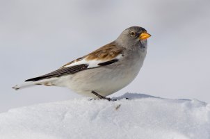 Pěnkavák sněžný (Montifringilla nivalis) – Lucazeng / Shutterstock