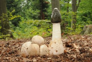 Hadovka smrdutá (Phallus impudicus) – Tomasz Czadowski / Shutterstock