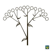 Vrcholík, schéma typu květenství – CoJeCo.cz (CC BY-SA 4.0)