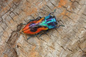 Krasec třešňový (Anthaxia candens) – Petr Muckstein / Shutterstock