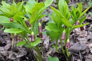 Pablen kraňský (Scopolia carniolica) – Orest lyzhechka / Shutterstock