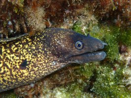 Muréna obecná (Muraena helena) – David Thyberg / Shutterstock