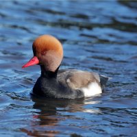 Zrzohlávka rudozobá (Netta rufina) – Edwin Godinho / Shutterstock