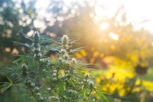 Konopí seté (Cannabis sativa) – Filip Jedraszak / Shutterstock
