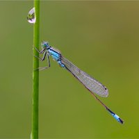 Šidélko větší (Ischnura elegans) – imageBROKER.com / Shutterstock