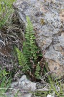 Podmrvka hadcová (Notholaena marantae) – Vankich1 / Shutterstock