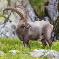 Kozorožec horský (Capra ibex) – robybenzi / Shutterstock
