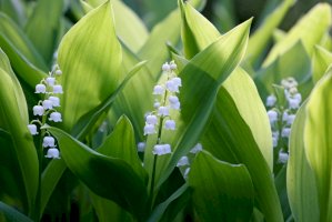 Konvalinka vonná (Convallaria majalis) – LensTravel / Shutterstock