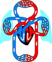 Schéma krevního oběhu člověka, ilustrace – EreborMountain / Shutterstock