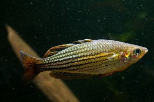 Gavúnek duhový (Melanotaenia maccullochi) – Gonzalo Jara / Shutterstock