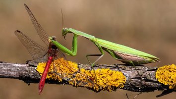 Kudlanka nábožná (Mantis religiosa) ulovila vážku – WildMedia / Shutterstock