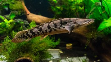 Bichir Delhezův (Polypterus delhezi) – Rollibolly / Shutterstock