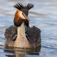 Potápka roháč (Podiceps cristatus) s mláďaty, Lancashire, UK (23.3.2023) – Pete Godfrey / Unsplash