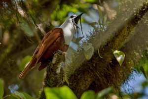 Zvonovec trojhrotý (Procnias tricarunculatus) – Fofo studio / Shutterstock