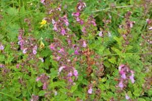 Ožanka kalamandra (Teucrium chamaedrys) z čeledi hluchavkovitých – Orest lyzhechka / Shutterstock