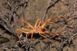 Solifuga světlá (Paragaleodes heliophilus) z řádu solifug – Dmitry Fch / Shutterstock