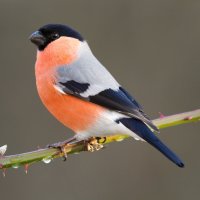 Hýl obecný (Pyrrhula pyrrhula) – WaceQ / Shutterstock