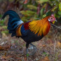 Kur bankivský (Gallus gallus), kohout, Thajsko – kajornyot wildlife photography / Shutterstock