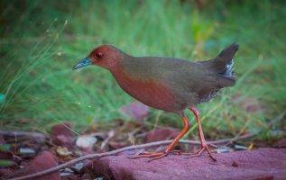 Chřástal hnědoprstý (Porzana fusca), Thajsko – kajornyot wildlife photography / Shutterstock