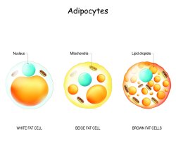 Druhy tukových buněk: bílý, béžový a hnědý tuk, 3D ilustrace – Designua / Shutterstock