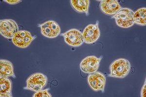 Jednobuněčný bičíkovec z rodu krásnooček (Phacus pleuronectes) – Lebendkulturen.de / Shutterstock