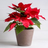 Vánoční hvězda (Euphorbia pulcherrima) – Pixel-Shot / Shutterstock