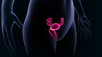 Děloha (uterus) a vaječníky s vejcovody, 3D ilustrace – sciencepics / Shutterstock