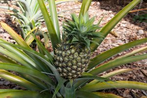 Ananasovník chocholatý (Ananas comosus), Sydney, Austrálie – demamiel62 / Shutterstock