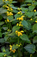 Pitulník žlutý (Lamium galeobdolon / Galeobdolon luteum) – weha / Shutterstock