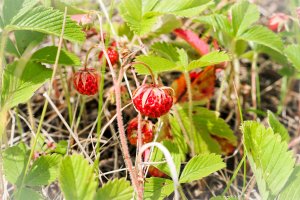 Jahodník trávnice (Fragaria viridis), detail rostliny s listy a plody – Southern Wind / Shutterstock