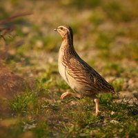 Křepelka polní (Coturnix coturnix) – Martin Mecnarowski / Shutterstock