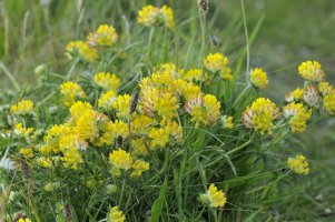 Úročník bolhoj (Anthyllis vulneraria) – Martin Fowler / Shutterstock