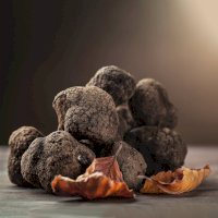 Lanýž pravý (Tuber melanosporum) – roger-scardigno / Depositphotos