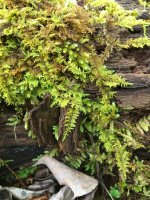 Mechorost zpeřenka půvabná (Thuidium delicatulum) – Nancy J. Ondra / Shutterstock