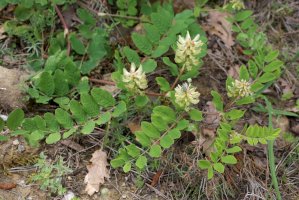Kozinec sladkolistý (Astragalus glycyphyllos) – Vankich1 / Shutterstock