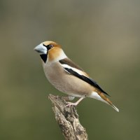 Dlask tlustozobý (Coccothraustes coccothraustes) – Anita Huszti / Shutterstock