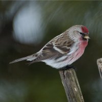 Čečetka zimní (Carduelis flammea) – Victor Tyakht / Shutterstock
