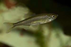 Slunka obecná (Leucaspius delineatus) – Podolnaya Elena / Shutterstock