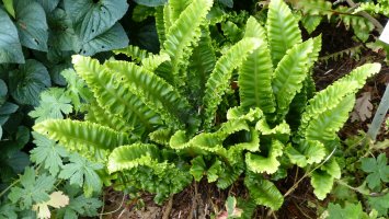 Jazyk jelení celolistý (Phyllitis scolopendrium) – guentermanaus / Shutterstock