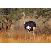 Pštros dvouprstý (Struthio camelus) – Ondrej Prosicky / Shutterstock